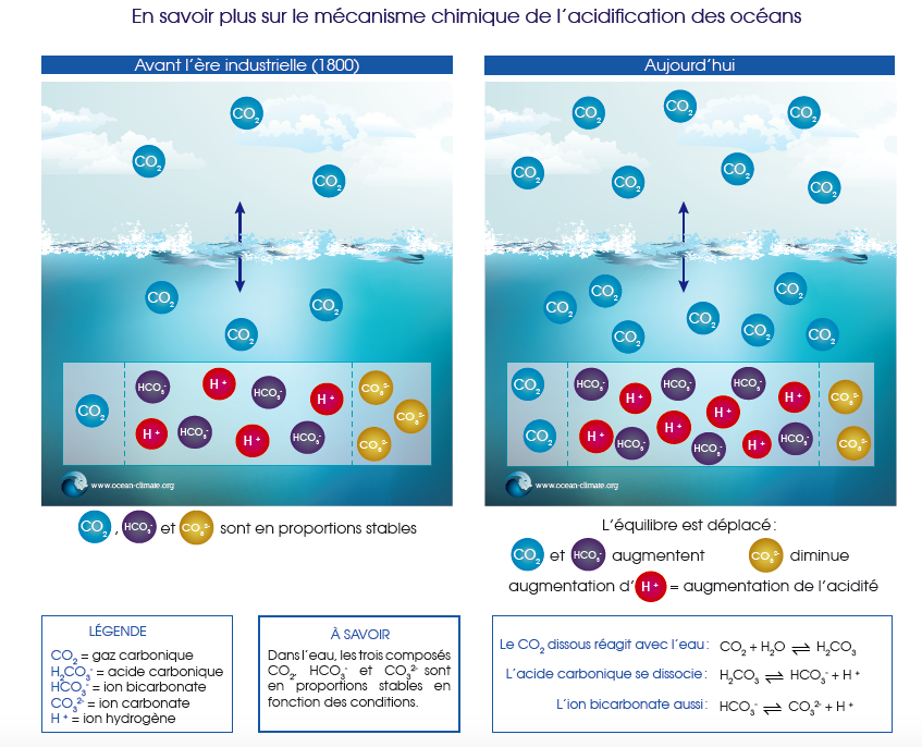acidification, des, oceans